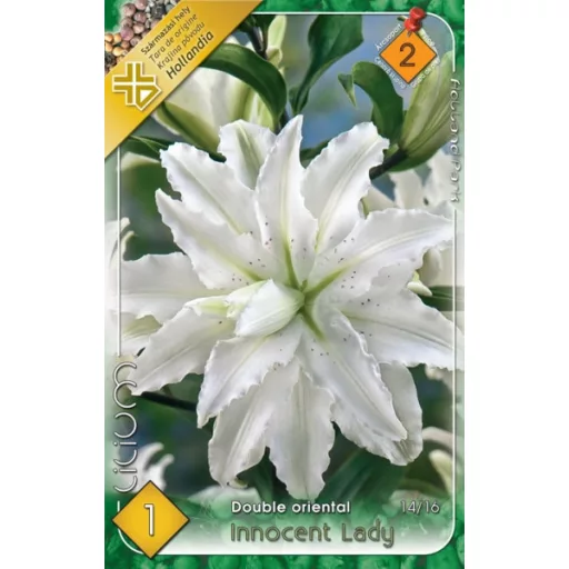 Lilium Innocent Lady telt fehér liliom