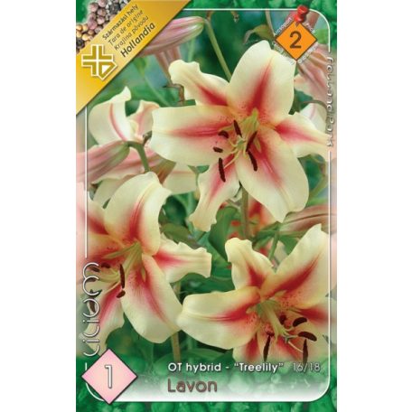 Lilium Lavon / Óriás Liliom (LA)