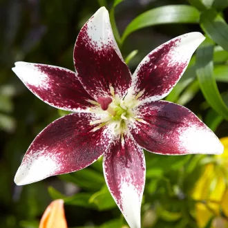 Lilium Netty's Pride bordó-fehér liliom