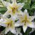 Lilium Oriental white-yellow / Big Brother 1db (LA)