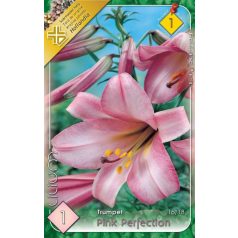 Lilium Pink Perfection / Liliom (LA)