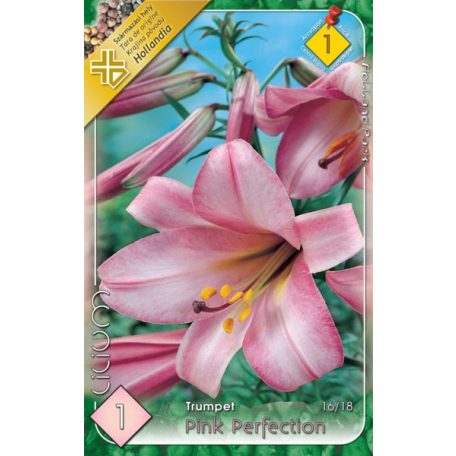 Lilium Pink Perfection / Liliom (LA)