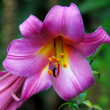 Lilium Pink Perfection / Liliom (LA)