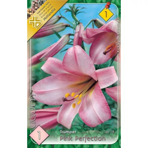 Lilium Pink Perfection rózsaszín trombitalliliom