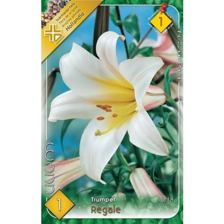 Lilium Regale / Liliom (LA)