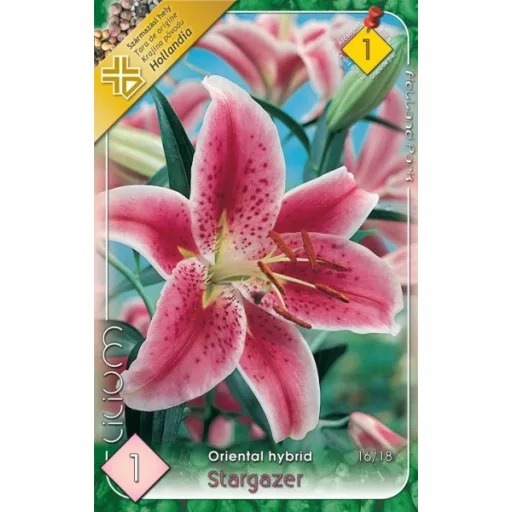 Liliom Stargazer (Lilium Stargazer) - 1 db/csomag (LA)