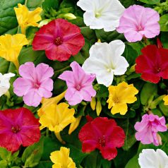 Mirabilis jalapa / Csodatölcsér (LA)