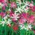 Nerine mixed (LA)