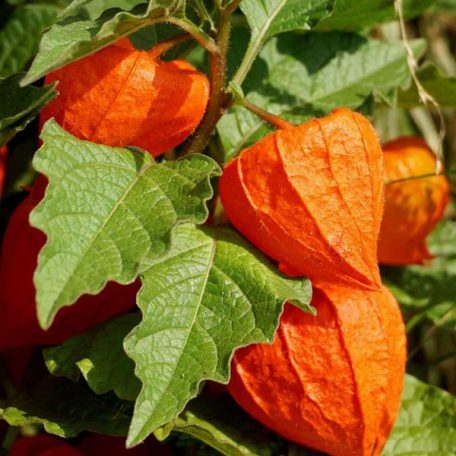 Physalis franchetii / Lampionvirág (LA)