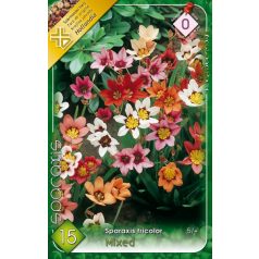 Sparaxis tricolor mixed / Cigányvirág színkeverék 15 db