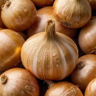 Stuttgarter / Stuttgarti óriás dughagyma 300g (LA)