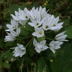 Triteleia Hyacintha / Vajszínű csillaghagyma 15 db (LA)