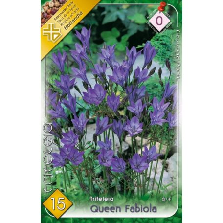 Triteleia Queen Fabiola / Sötétkék csillaghagyma 15 db (LA)