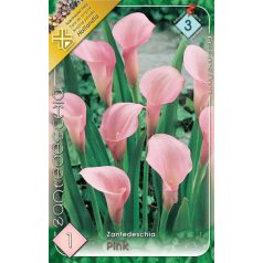 Zantedeschia pink / Kála rózsaszín