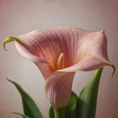 Zantedeschia pink / Kála rózsaszín (LA)