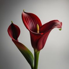 Zantedeschia red / Kála piros (LA)