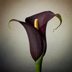 Zantedeschia Schwarzwalder / Kála (LA)