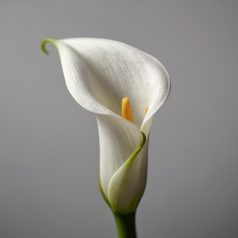 Zantedeschia white / Kála fehér (LA)