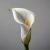 Zantedeschia white / Kála fehér (LA)