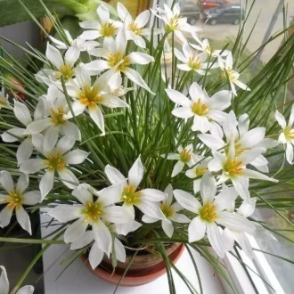 Zephyranthus candida fehér zefírvirág virág