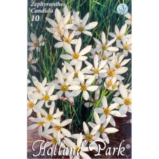 Zephyranthus candida fehér zefírvirág virág
