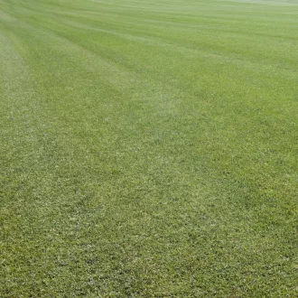 Pannon-Grass-mediterran-fumag-keverek-10-kg-250nm