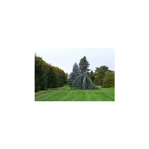 Pannon Grass liget/díszpázsit fűmag keverék (250 m2)