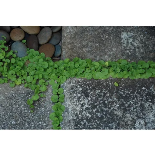 barenbrug-dichondra-05kg