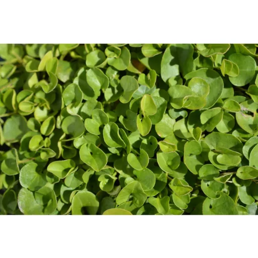 barenbrug-dichondra-05kg