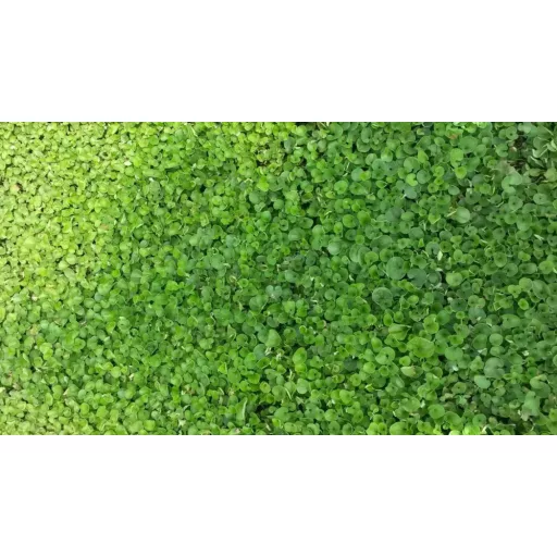 barenbrug-dichondra-05kg