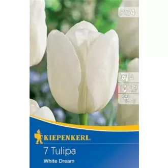   Tulipa Triumph White Dream - Tulipán Triumph fehér álom 7db/csomag (Virághagyma) (KP)