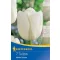 Tulipa Triumph White Dream - Tulipán Triumph fehér álom 7db/csomag (Virághagyma) (KP)