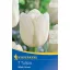 Tulipa Triumph White Dream - Tulipán Triumph fehér álom 7db/csomag (Virághagyma) (KP)