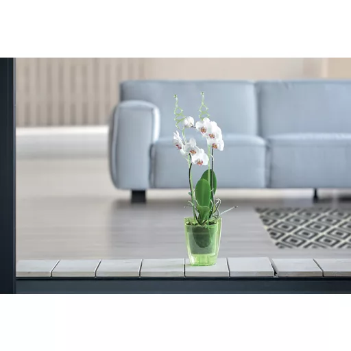 Orchideatámasz 02 Coubi - Átlátszó