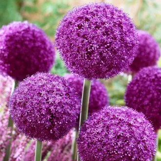  Allium Ambassador - Allium díszhagyma Ambassador 1 db/csomag (Virághagyma) (KP)