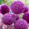 Allium Ambassador - Allium díszhagyma Ambassador 1 db/csomag (Virághagyma) (KP)