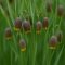 Asszír kockásliliom – 12 db virághagyma – Fritillaria