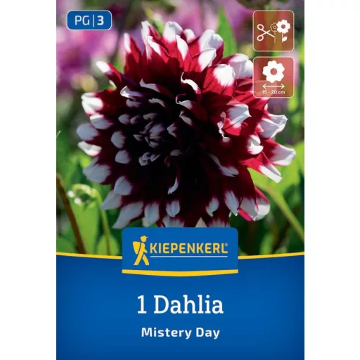 Dahlia Mistery Day telt piros-fehér dália virág