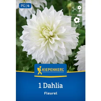 Dahlia Fleurel fehér óriás dália virág