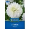 Dahlia Fleurel fehér óriás dália virág