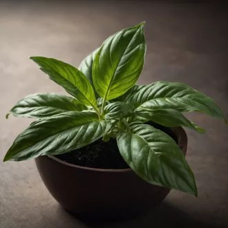 redei-bazsalikom-korong-2db