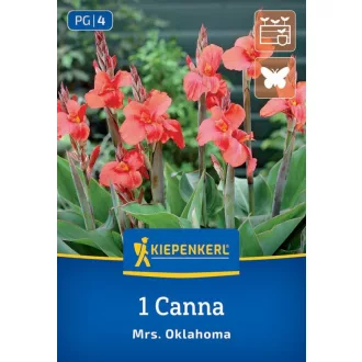 Kánna Oklahoma (rózsaszín) - 1 db (KP)