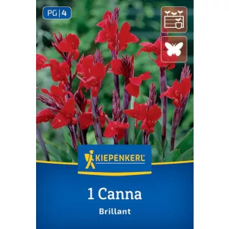 Kánna Brillant (piros) - 1 db (KP)