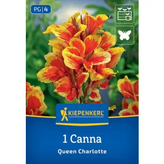 Kánna Queen Charlotte (sárga-piros) - 1 db (KP)