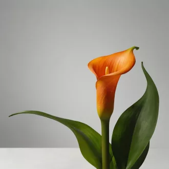 Narancssárga Zantedeschia kála virág