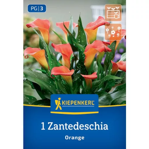 Narancssárga Zantedeschia kála virág