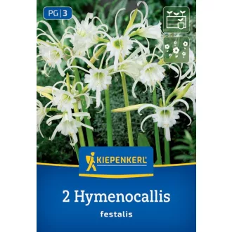 Hymenocallis narcissiflora fehér pókliliom virág