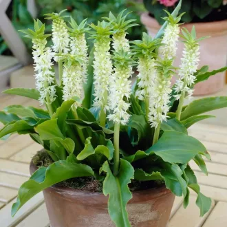 Eucomis autumnalis fehér üstökliliom virág