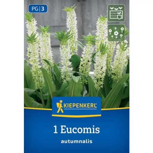 Eucomis autumnalis fehér üstökliliom virág
