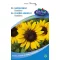 redei-napraforgo-bambino-2g-vetomag